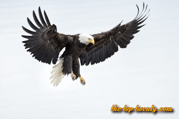 Weisskopfseeadler